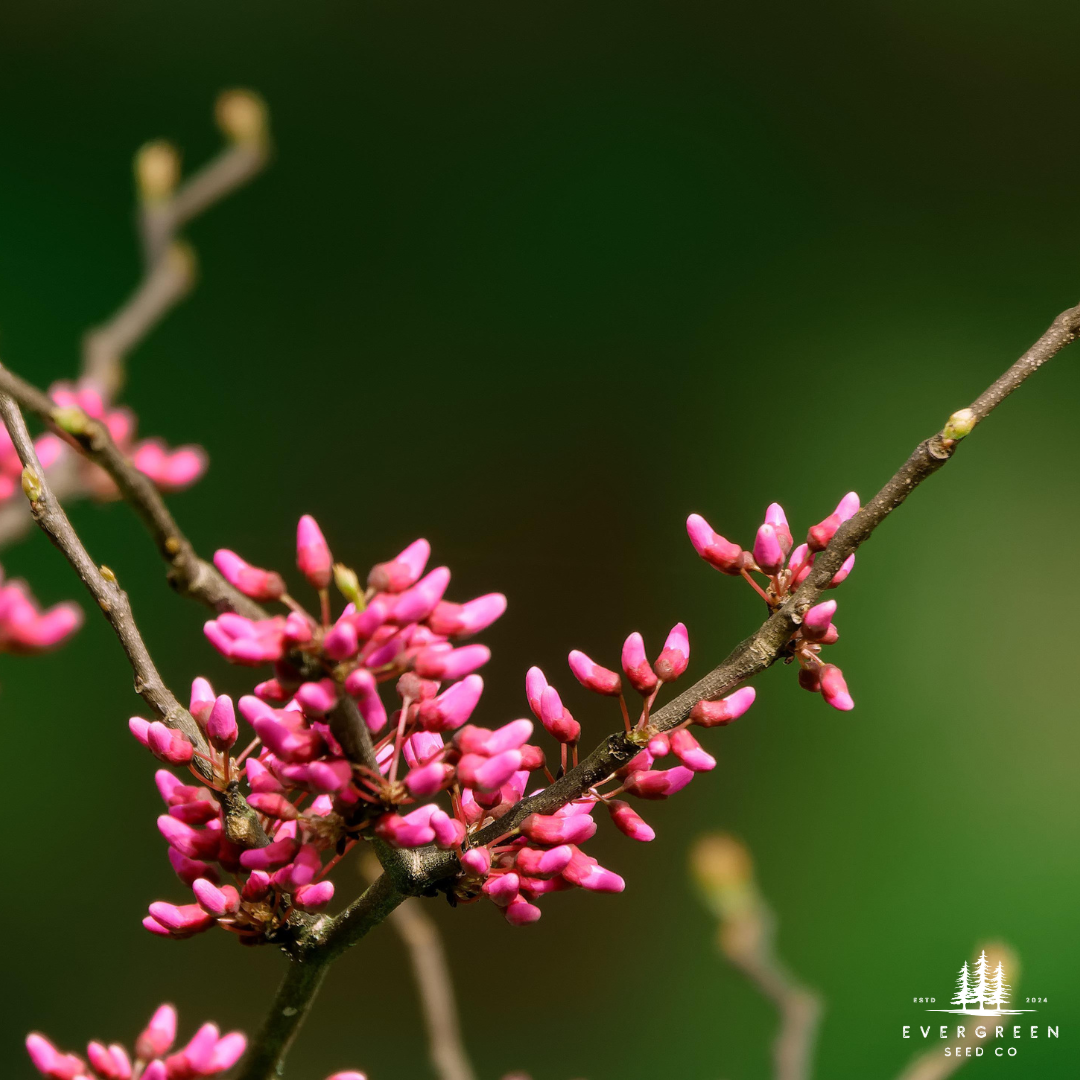 Eastern Redbud Tree Seeds-(Cercis canadensis)