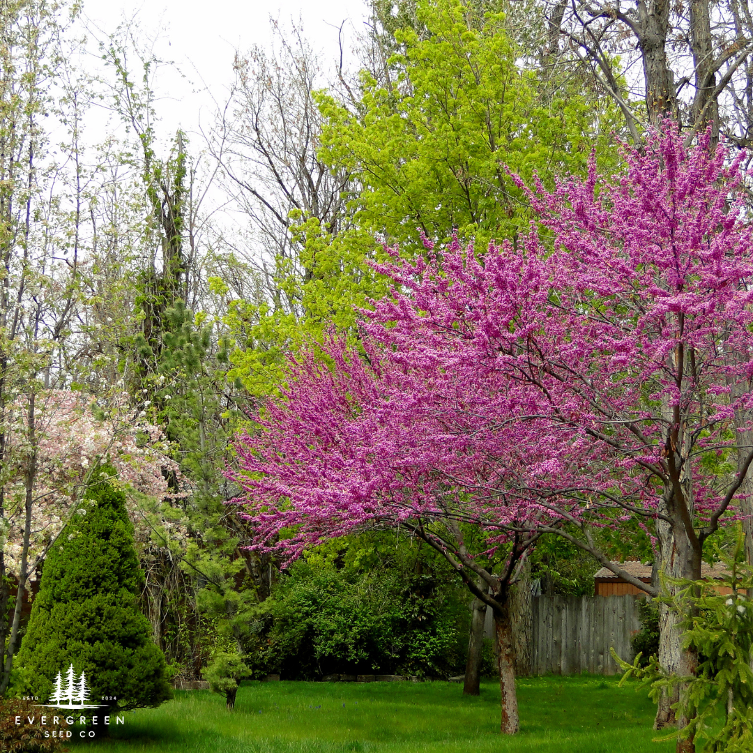 Eastern Redbud Tree Seeds-(Cercis canadensis)