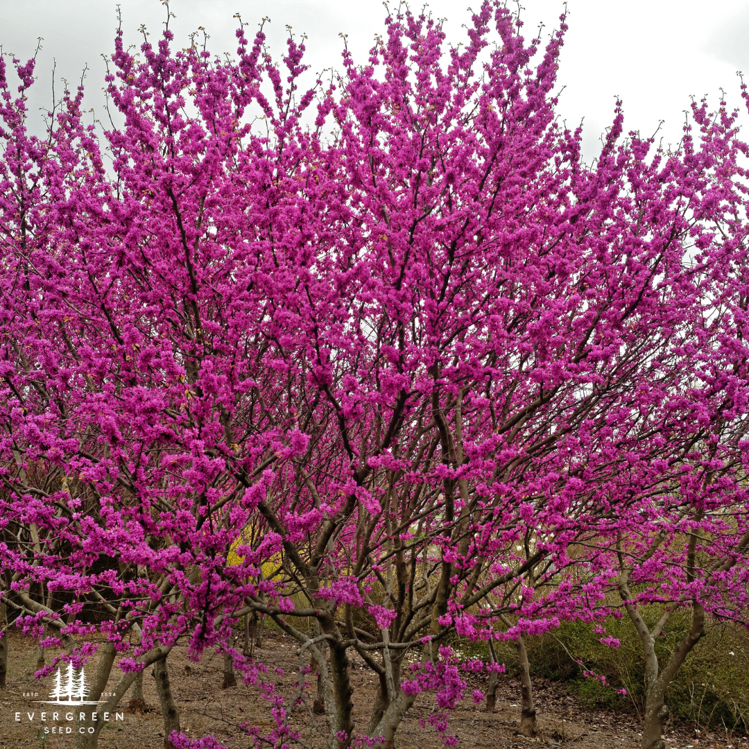 Eastern Redbud Tree Seeds-(Cercis canadensis)