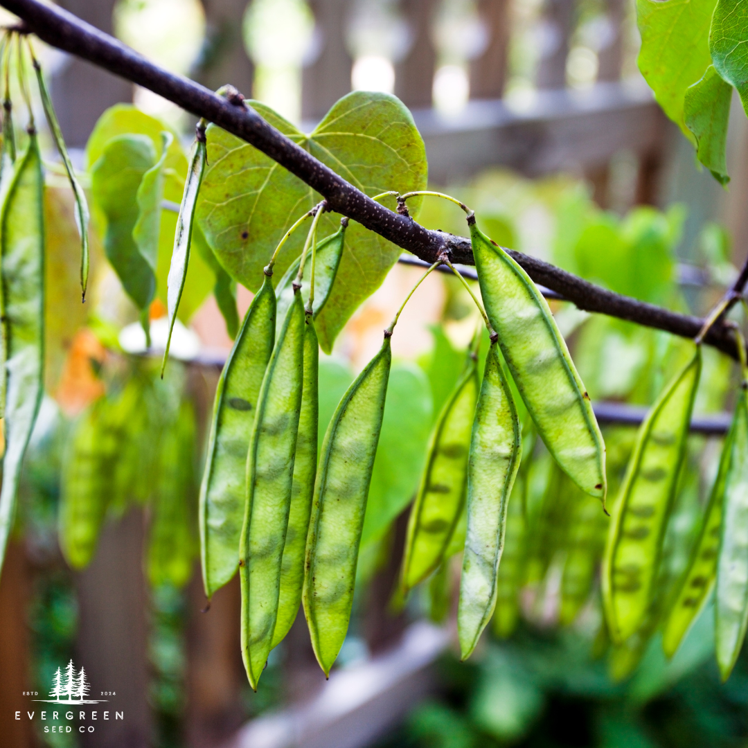 Eastern Redbud Tree Seeds-(Cercis canadensis)