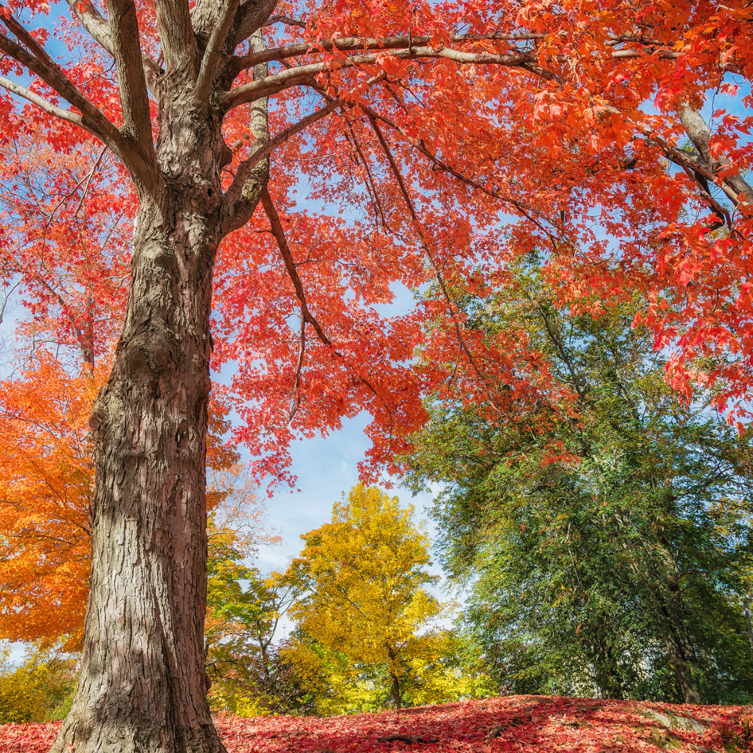 Red Maple in autumn color against a wooded background