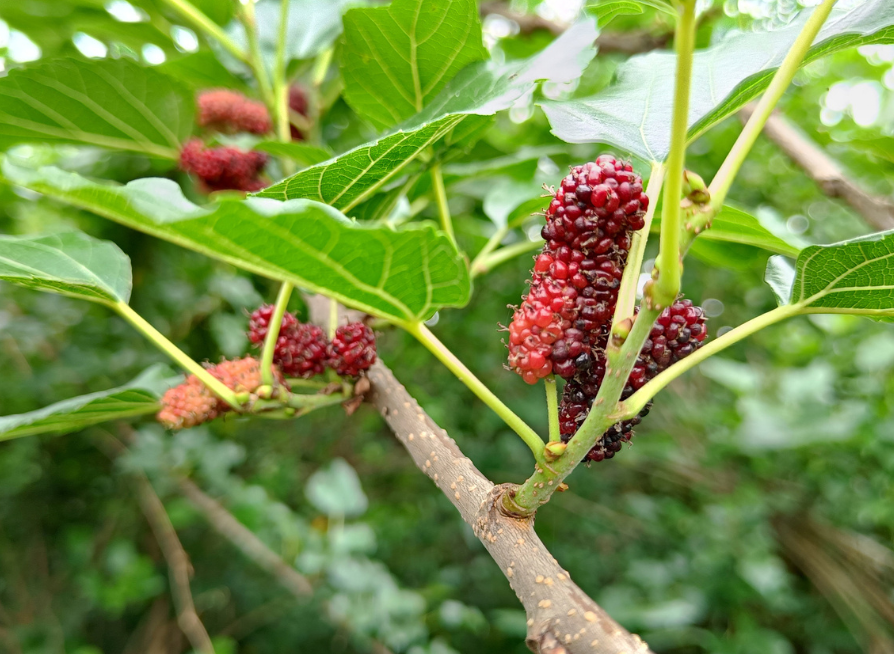 American Mulberry branch with young fruit and green leaves