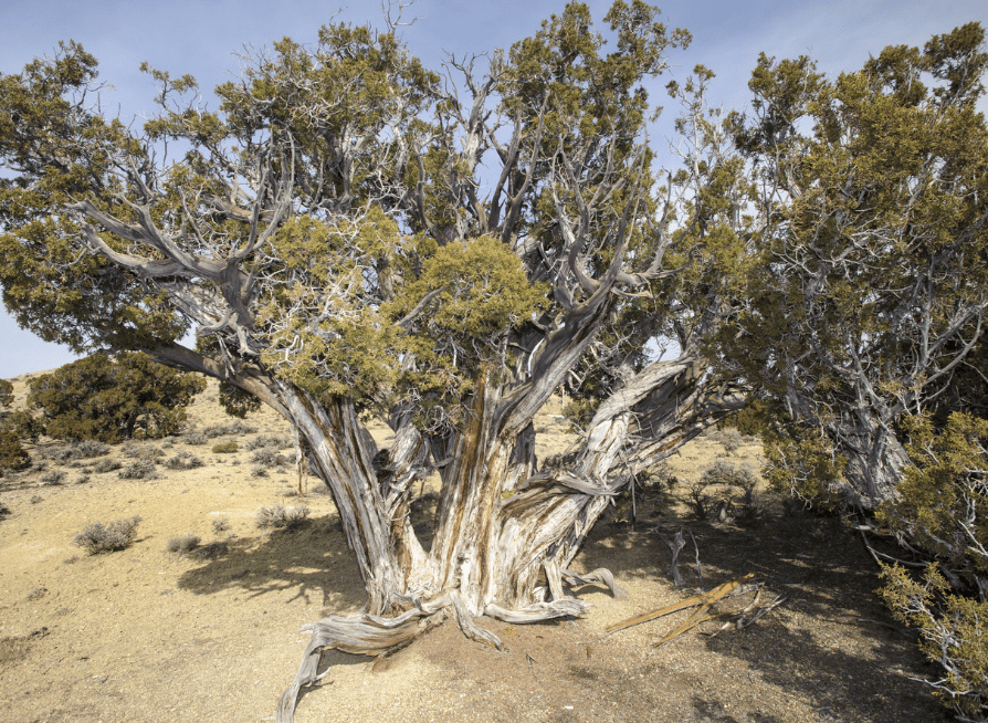 Rocky Mountain Bristlecone Pine Tree Seeds | (Pinus Aristata)