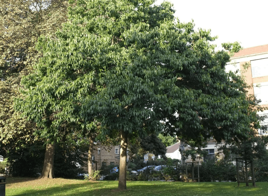 Mature Hardy Rubber Tree with a broad green canopy