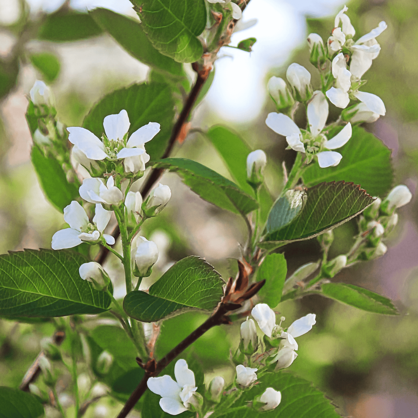 Saskatoon serviceberry shrub covered in white spring blossoms