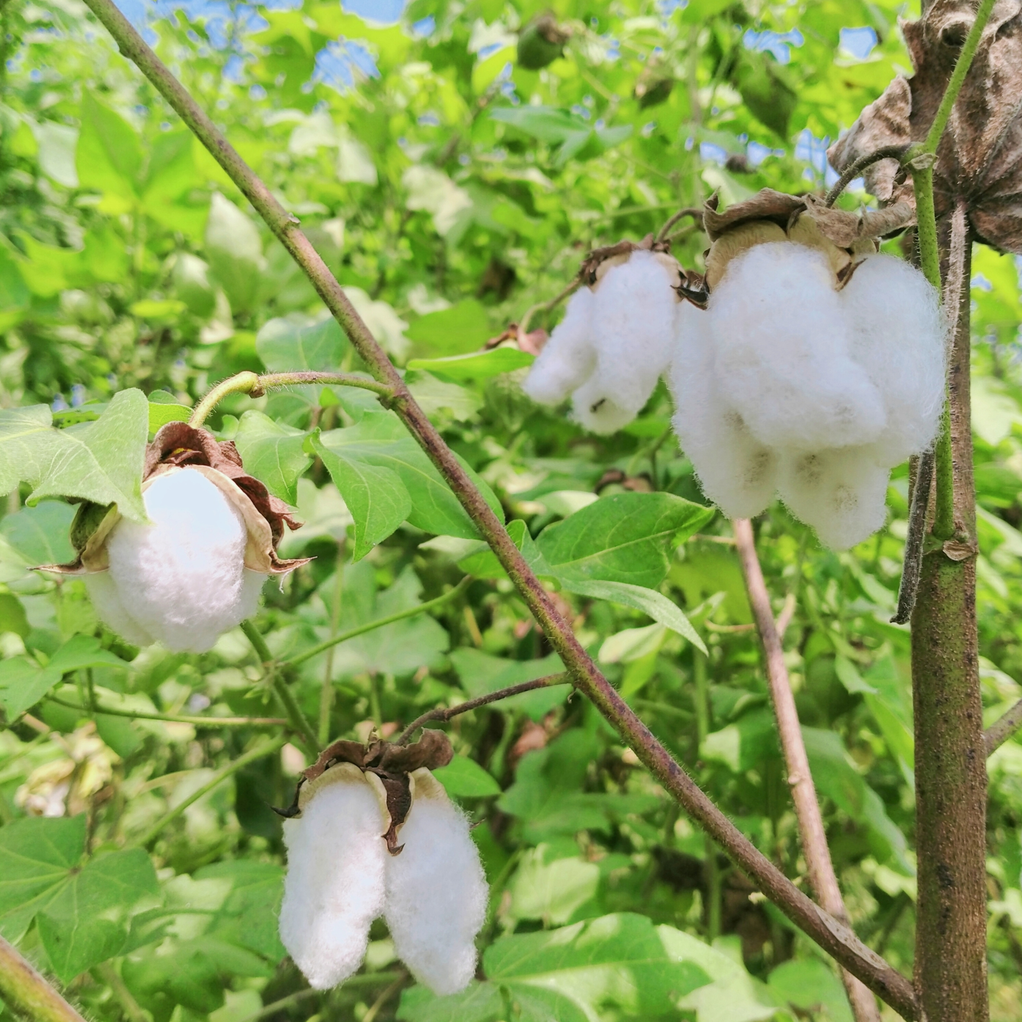 cotton seed plant Sea Island Cotton Seeds | Egyptian Cotton