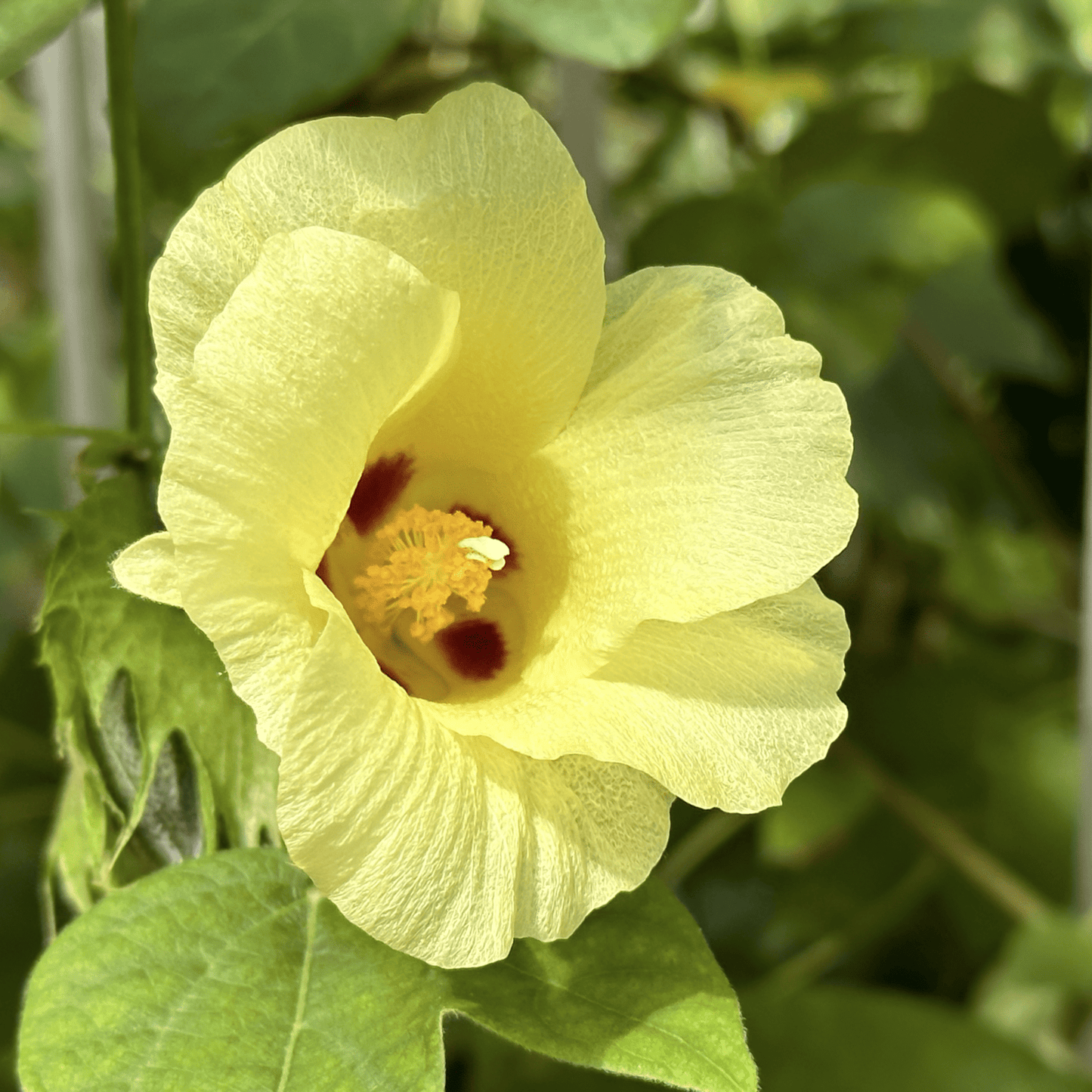 Sea Island Cotton Seeds | Egyptian Cotton | (Gossypium barbadense)