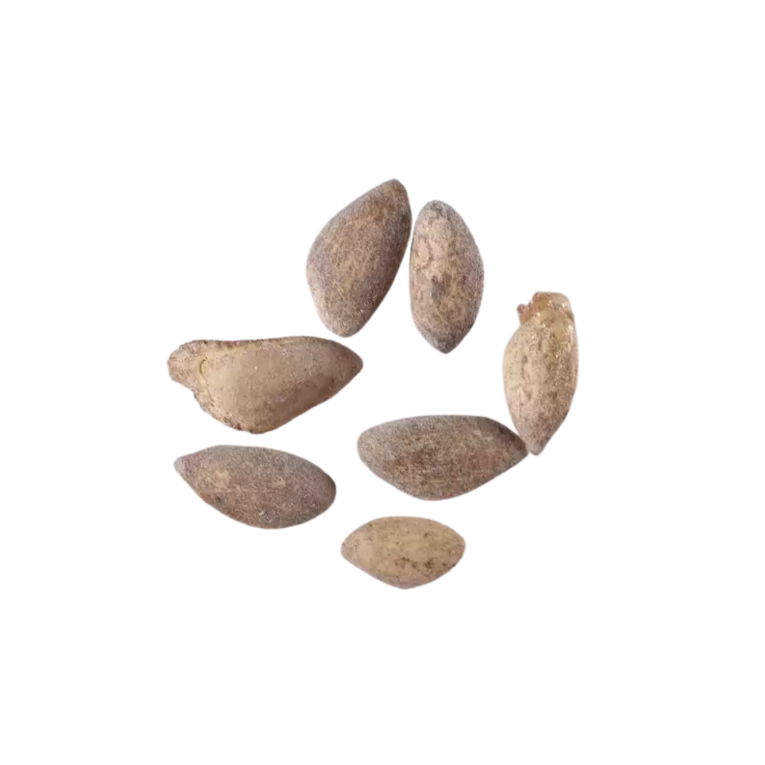 Bristlecone Pine Tree Seeds (Pinus longaeva)