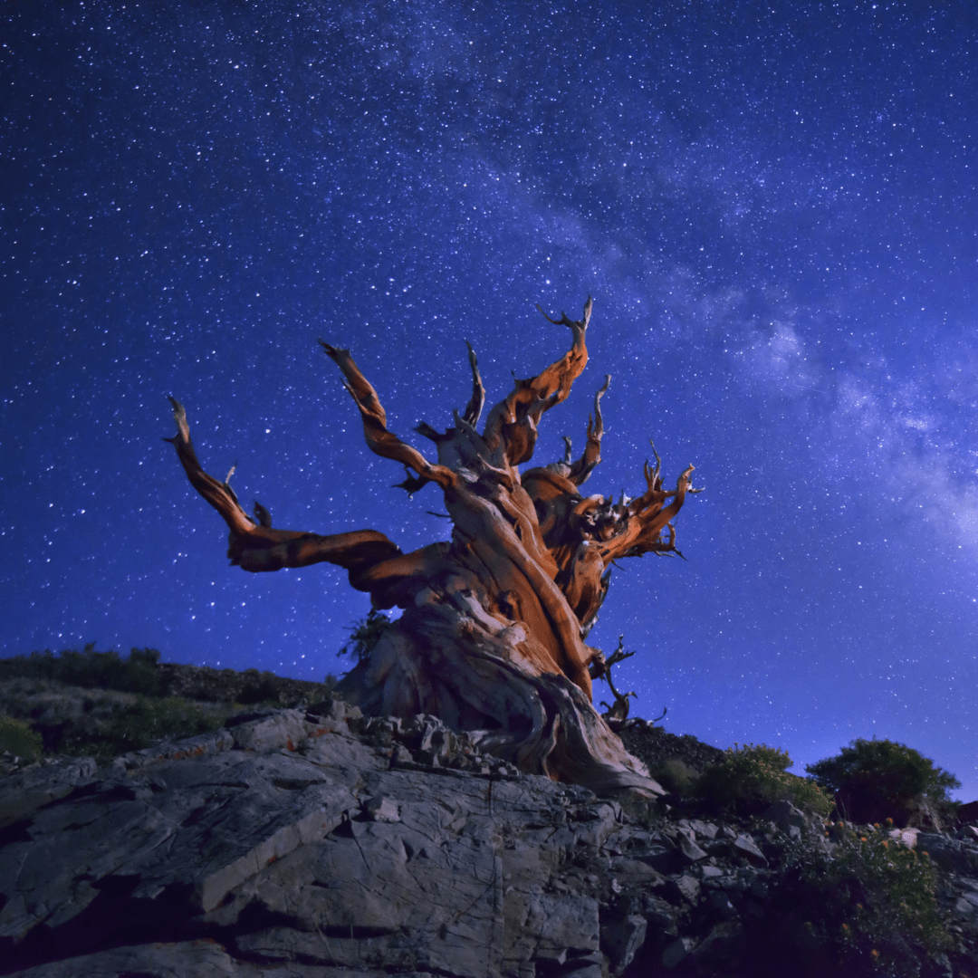 Great Basin Bristlecone Pine Tree Seeds | Ancient Bristlecone Pine | (Pinus longaeva)
