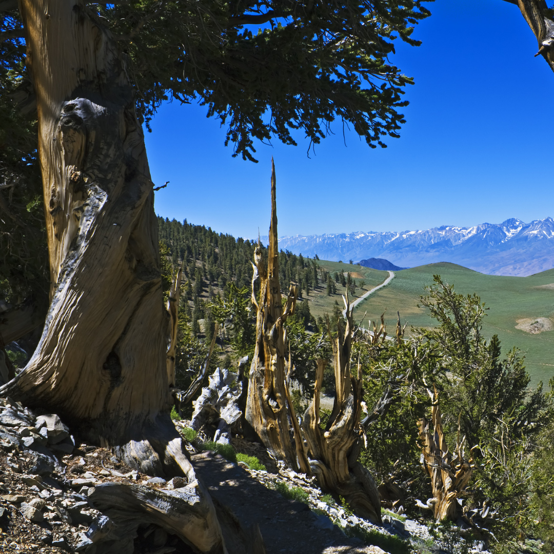 Bristlecone Pine Tree Seeds (Pinus longaeva)