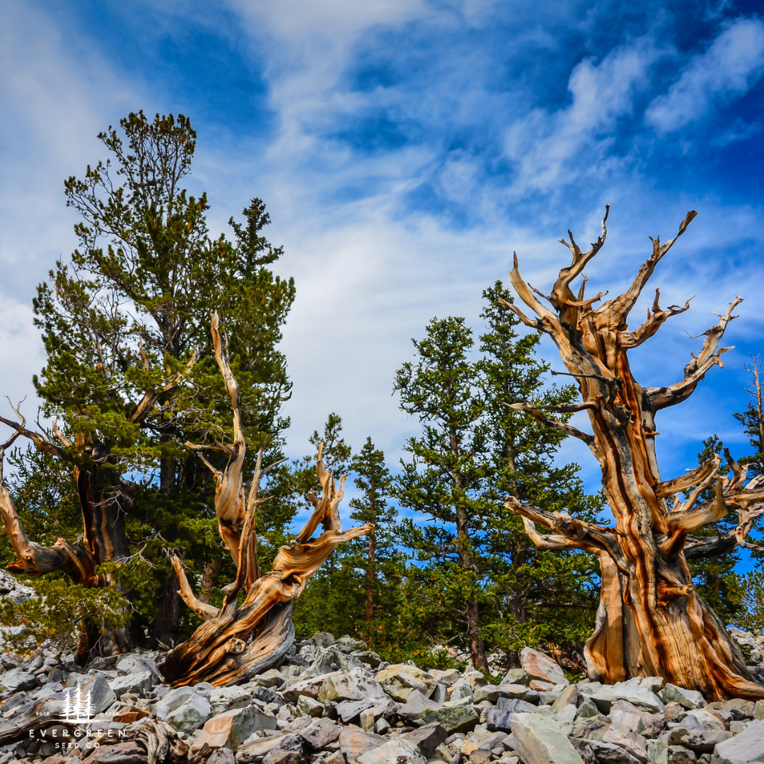 Bristlecone Pine Tree Seeds (Pinus longaeva)