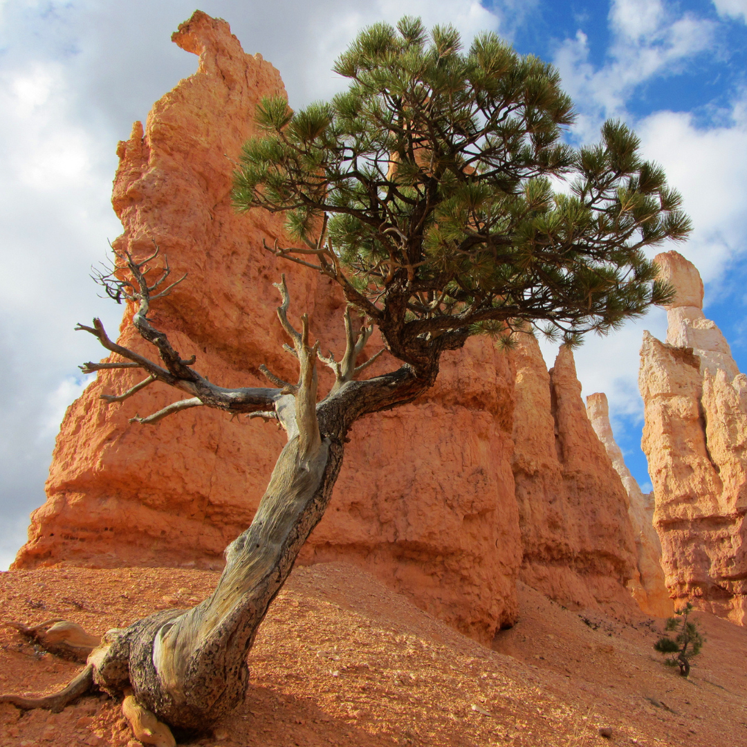 Bristlecone Pine Tree Seeds (Pinus longaeva)