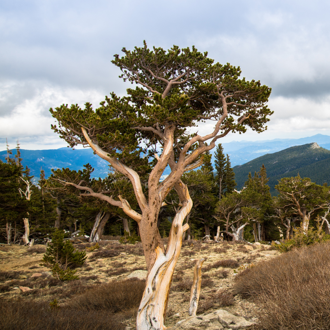 Bristlecone Pine Tree Seeds (Pinus longaeva)
