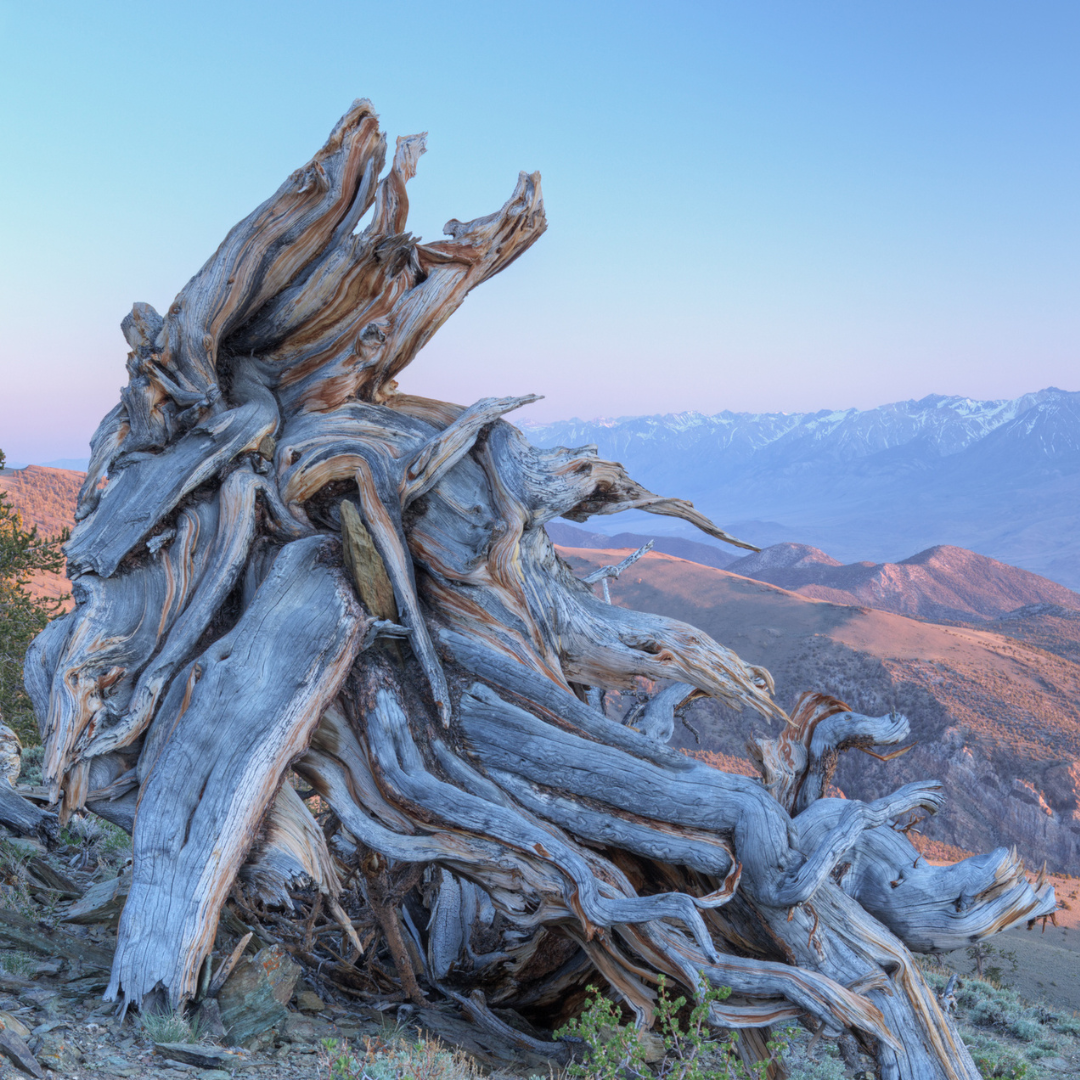 Bristlecone Pine Tree Seeds (Pinus longaeva)
