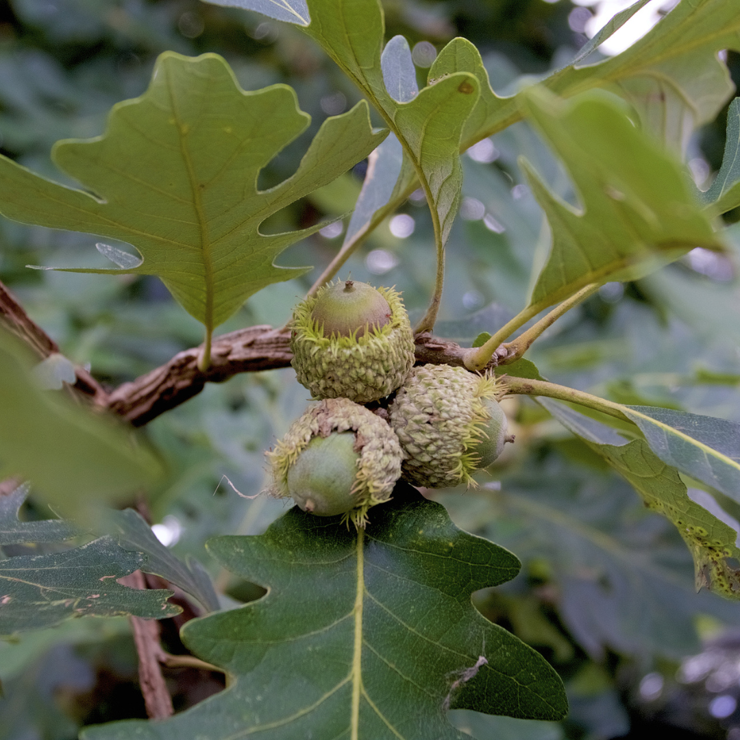 Bur Oak Tree Seeds (Quercus macrocarpa)