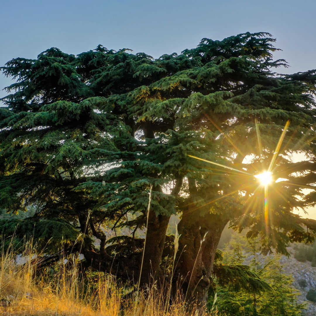 Cedar of Lebanon Tree Seeds (Cedrus libani)