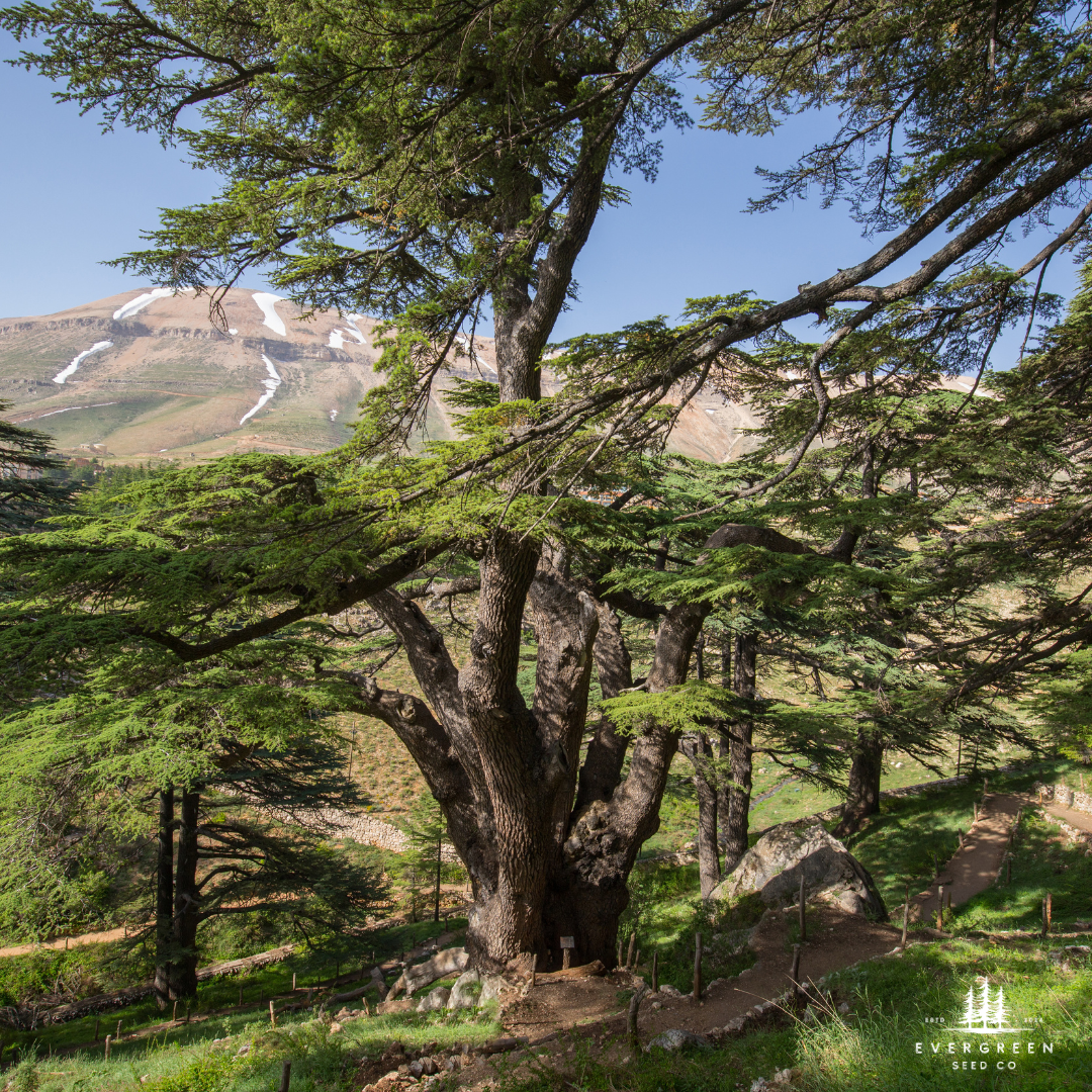 Cedar of Lebanon Tree Seeds (Cedrus libani)