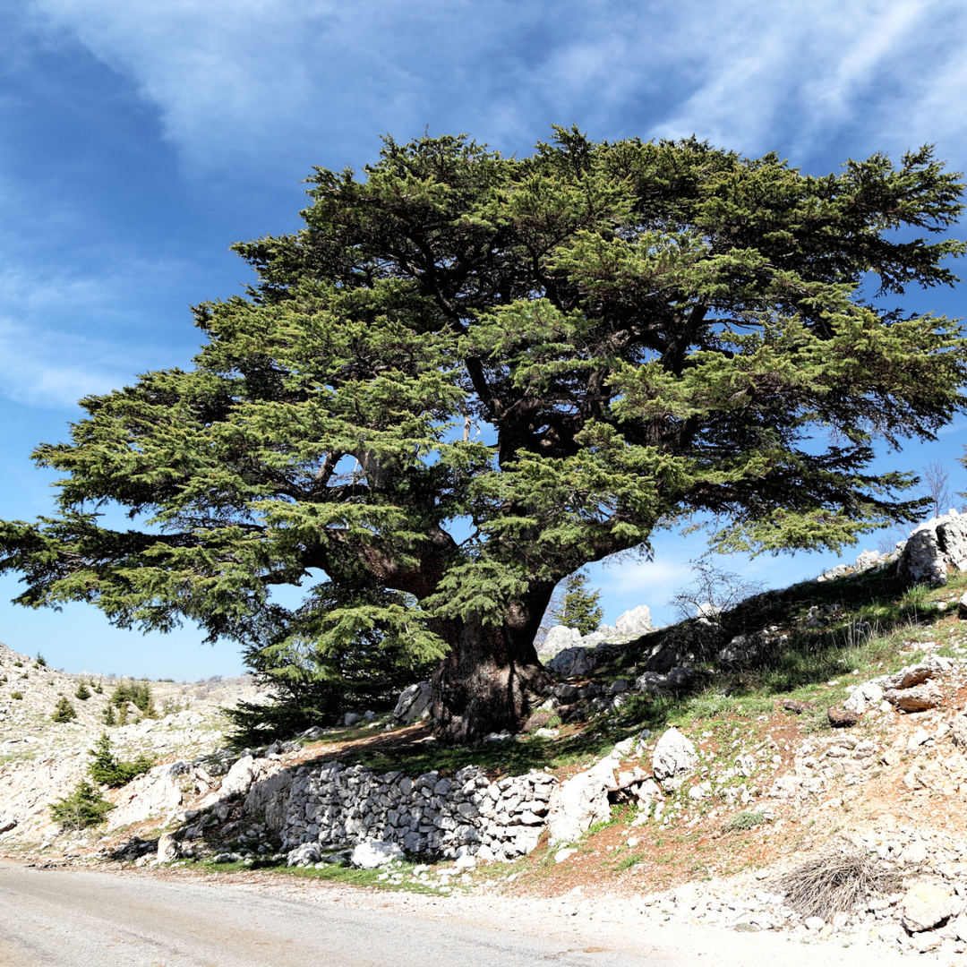 Cedar of Lebanon Tree Seeds (Cedrus libani)