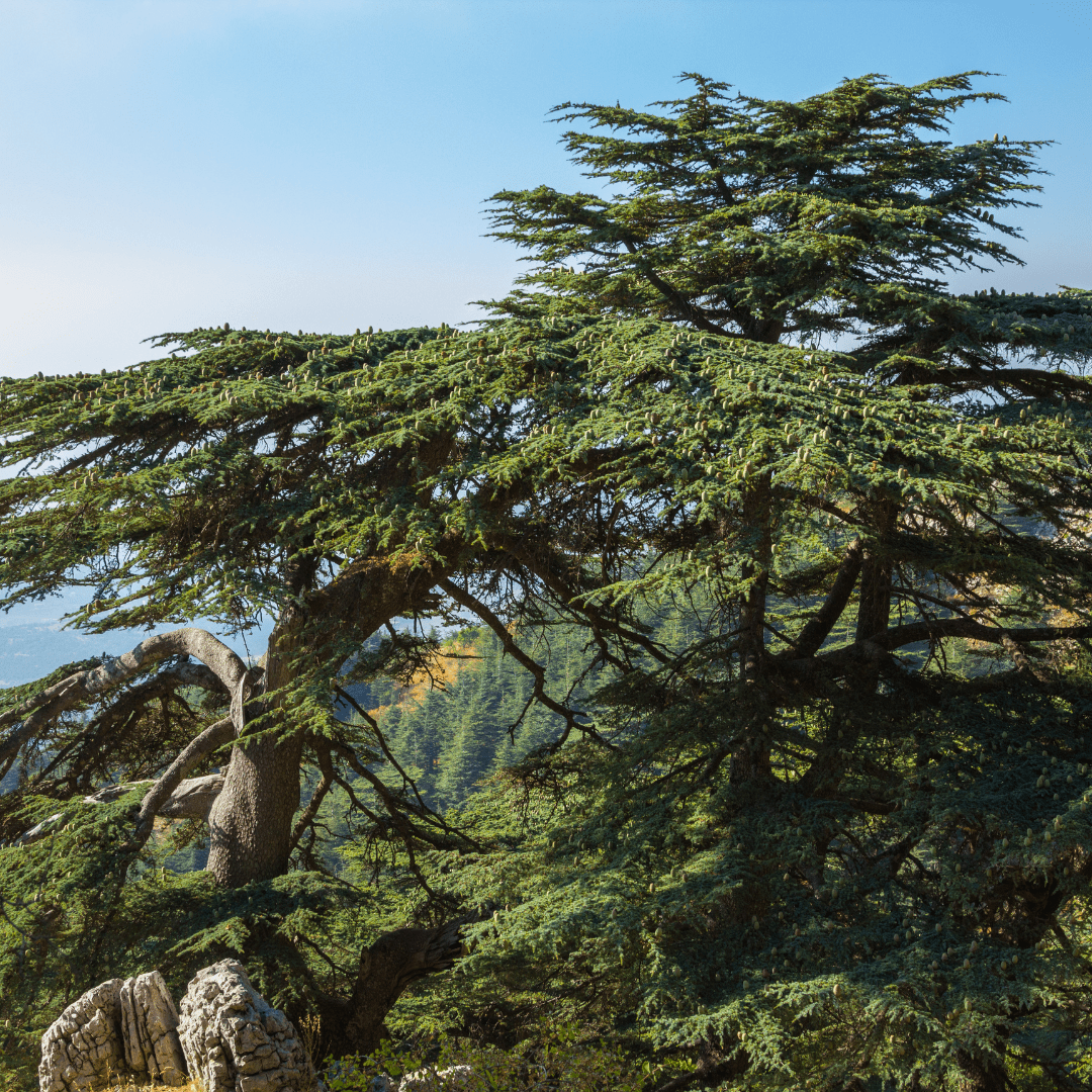Cedar of Lebanon Tree Seeds (Cedrus libani)