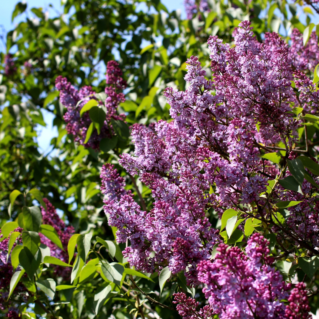 Common Lilac Tree Seeds (Syringa vulgaris
