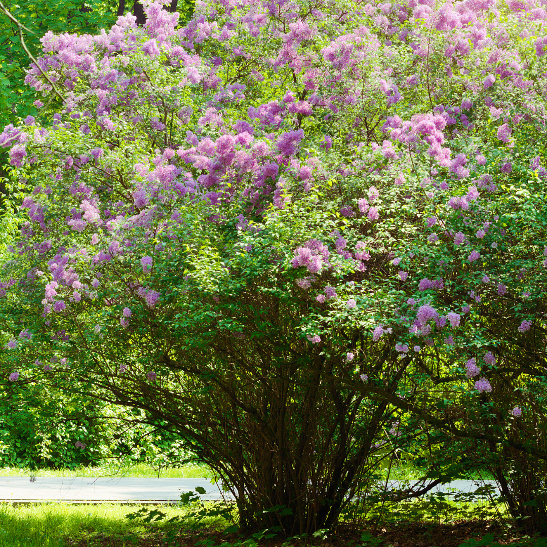 Common Lilac Tree Seeds (Syringa vulgaris