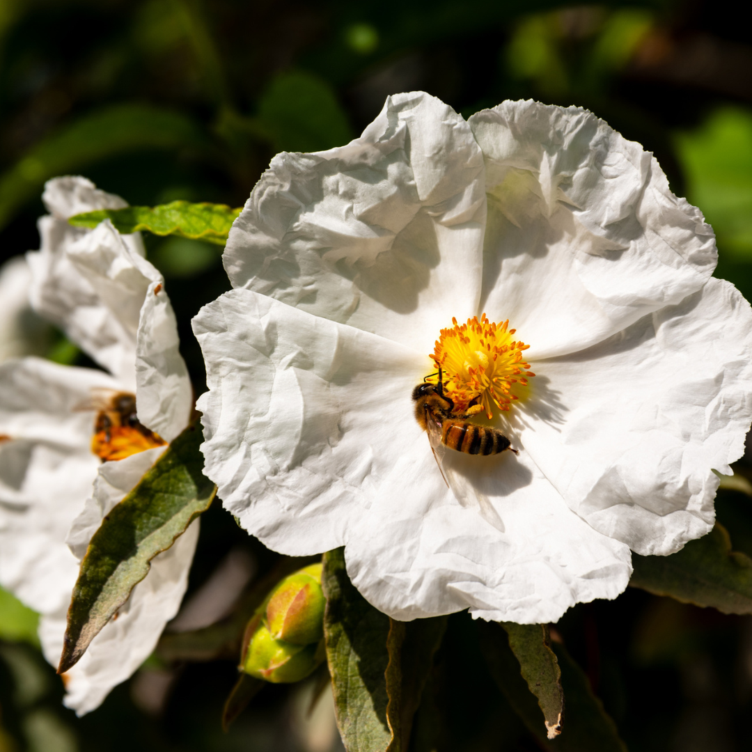 Franklin Tree Seeds (Franklinia alatamaha)