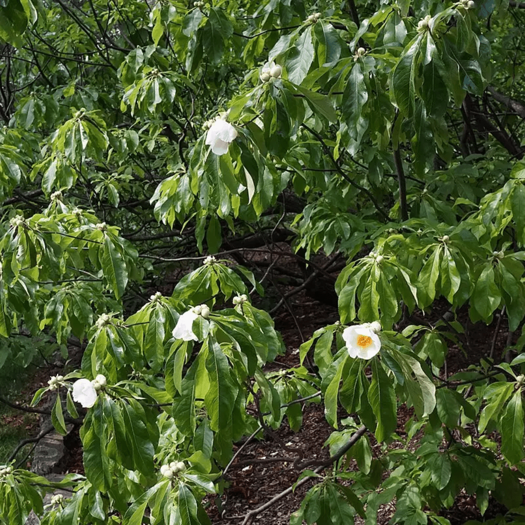 Franklin Tree Seeds | (Franklinia alatamaha)