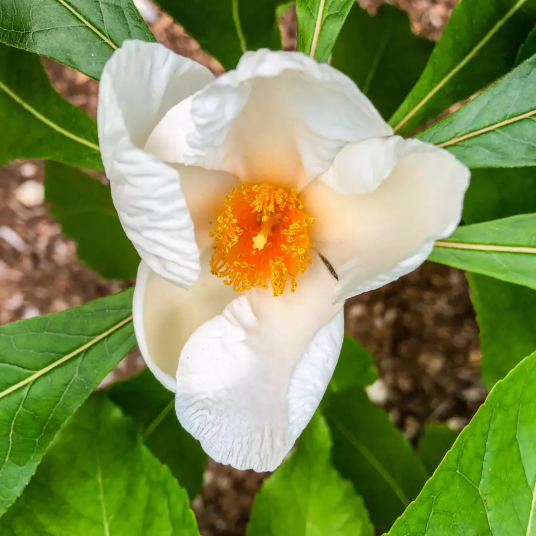 Franklin Tree Seeds (Franklinia alatamaha)