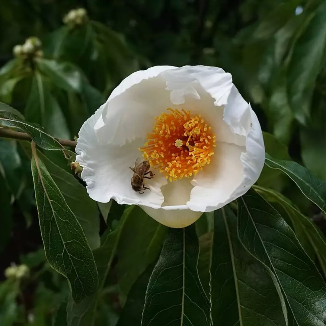 Franklin Tree Seeds (Franklinia alatamaha)