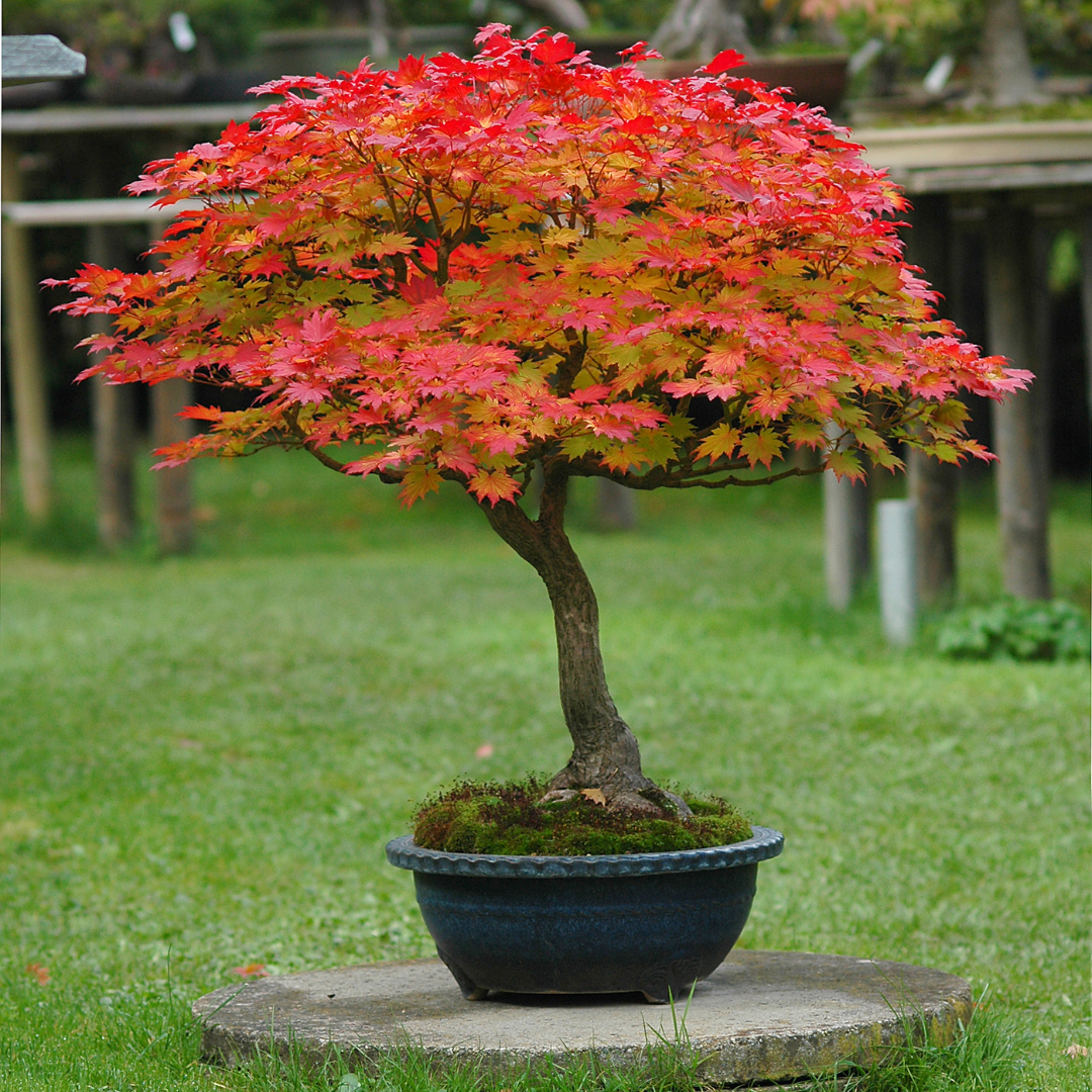 Full Moon Japanese Maple Tree Seeds (Acer japonicum ‘Oisami’)