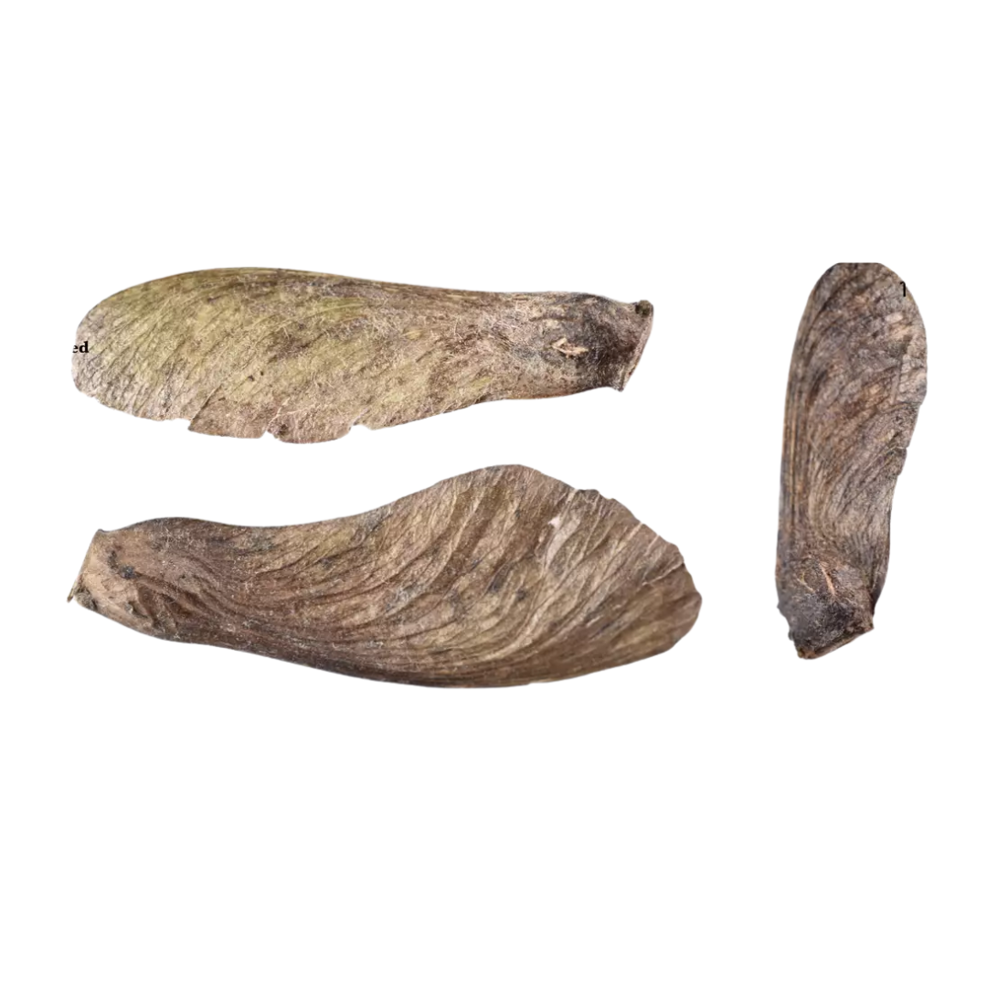 Full Moon Maple Tree Seeds (Acer japonicum ‘Oisami’)