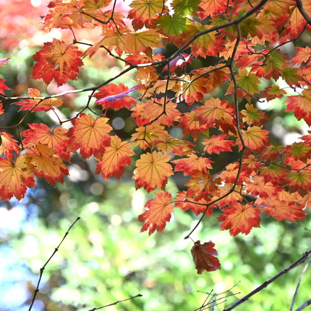 Full Moon Maple Tree Seeds (Acer japonicum ‘Oisami’)