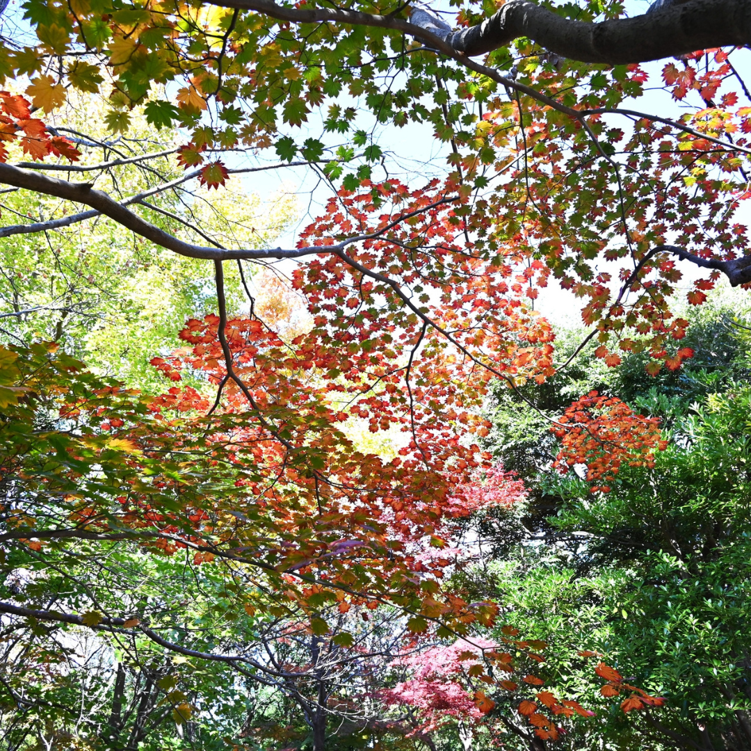 Full Moon Maple Tree Seeds (Acer japonicum ‘Oisami’)