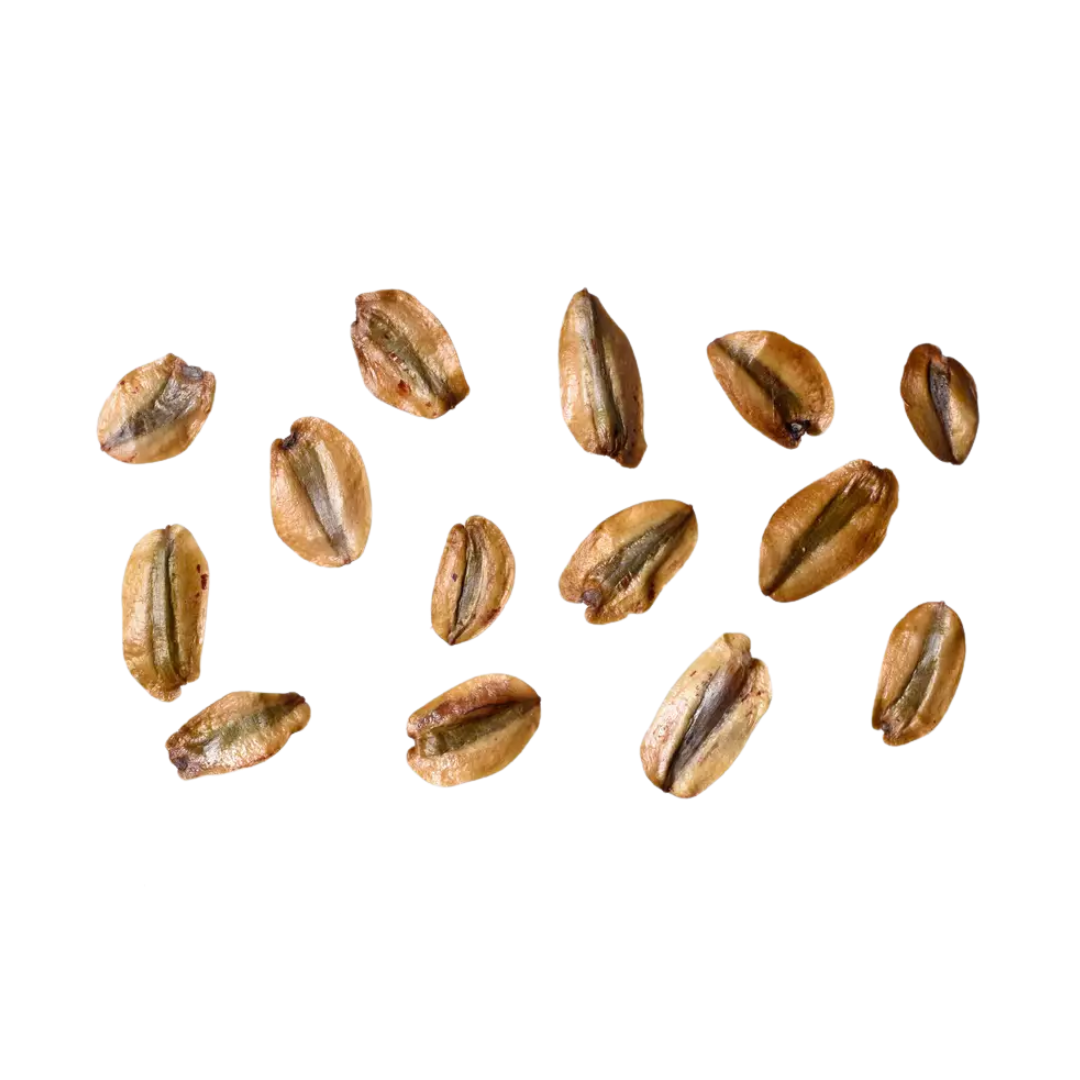 Giant Sequoia Tree Seeds (Sequoiadendron giganteum)
