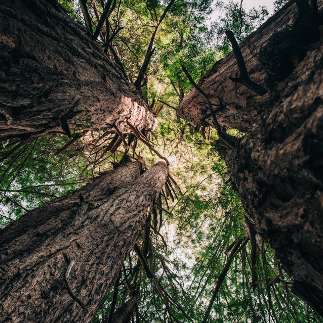 Giant Sequoia Tree Seeds (Sequoiadendron giganteum)