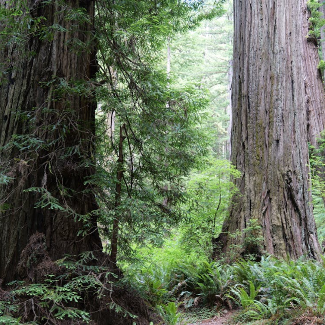 Giant Sequoia Tree Seeds (Sequoiadendron giganteum)