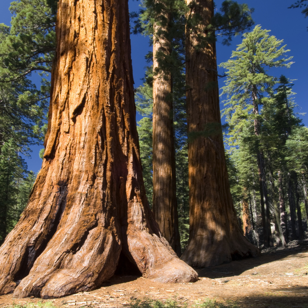 Giant Sequoia Tree Seeds (Sequoiadendron giganteum)