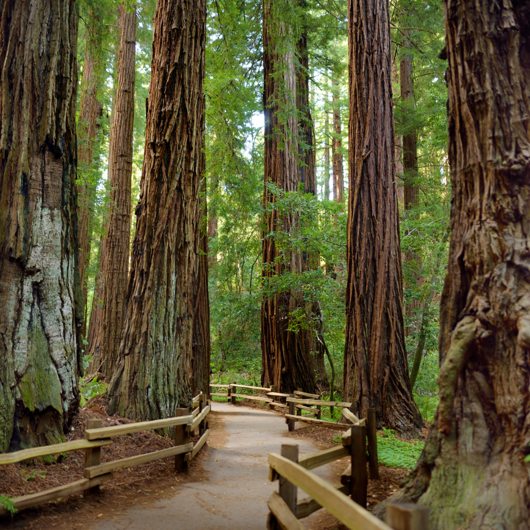 Giant Sequoia Tree Seeds (Sequoiadendron giganteum)
