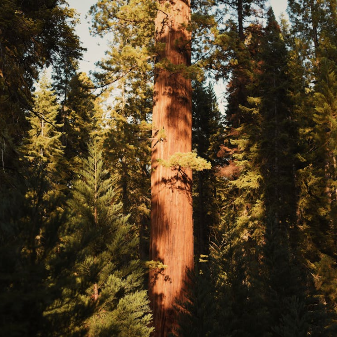 Giant Sequoia Tree Seeds (Sequoiadendron giganteum)