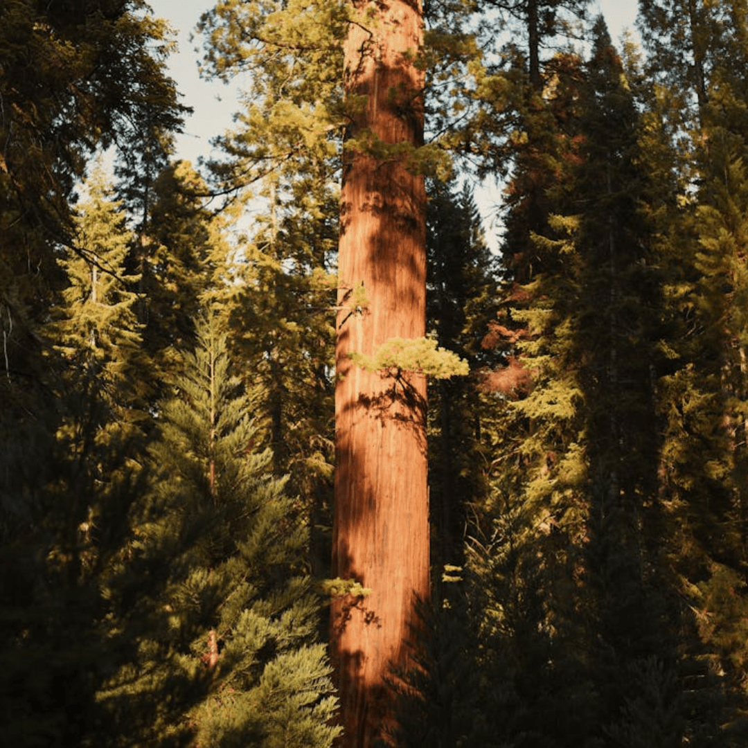 Giant Sequoia Tree Seeds (Sequoiadendron giganteum)