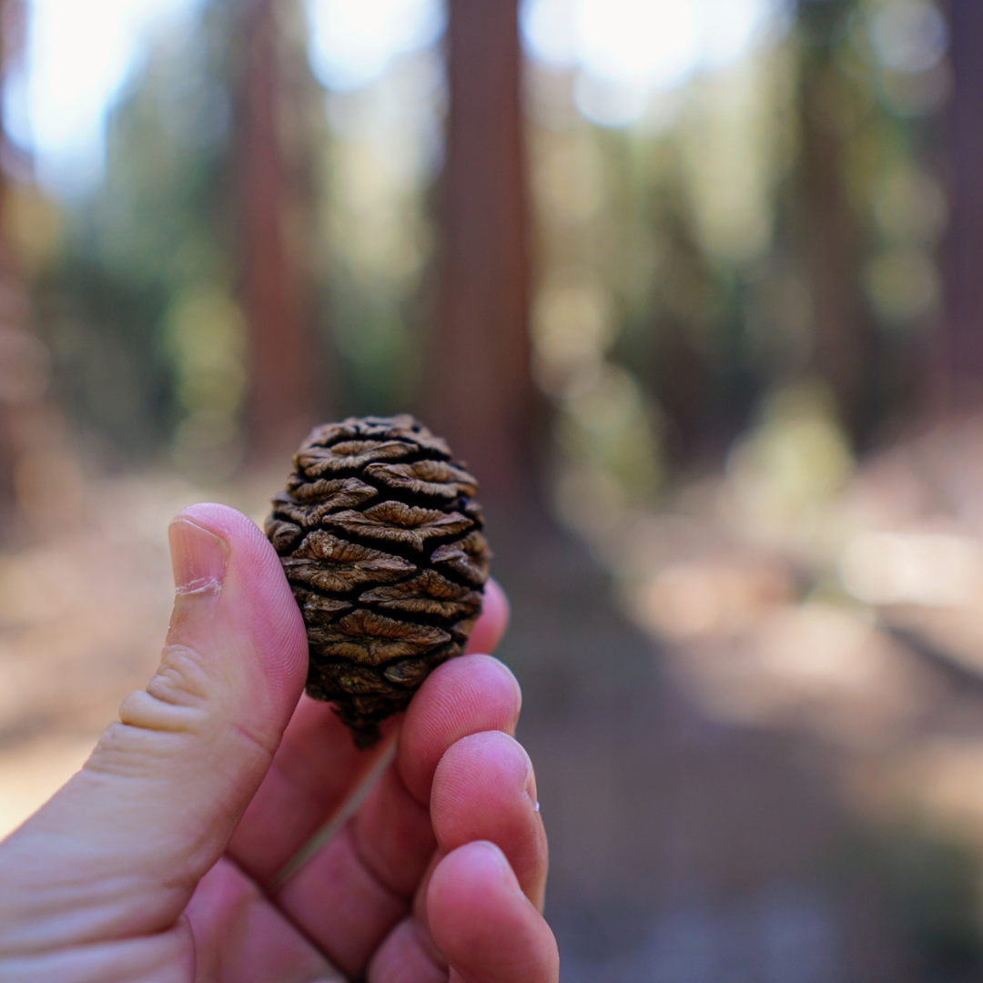 Giant Sequoia Tree Seeds (Sequoiadendron giganteum)
