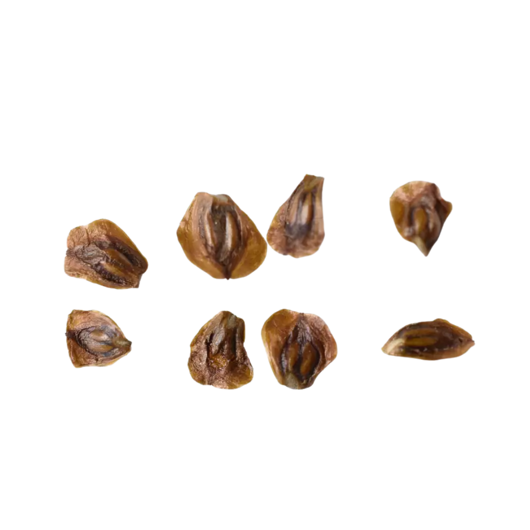 Hinoki Cypress Tree Seeds (Chamaecyparis obtusa)