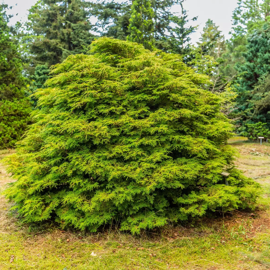 Hinoki Cypress Tree Seeds (Chamaecyparis obtusa)