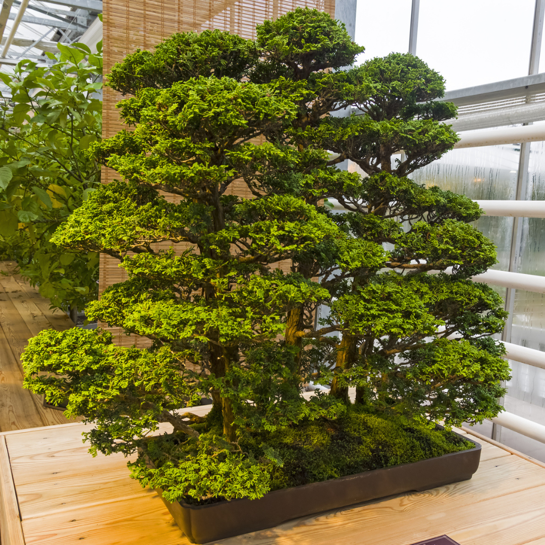 Hinoki Cypress Tree Seeds (Chamaecyparis obtusa)