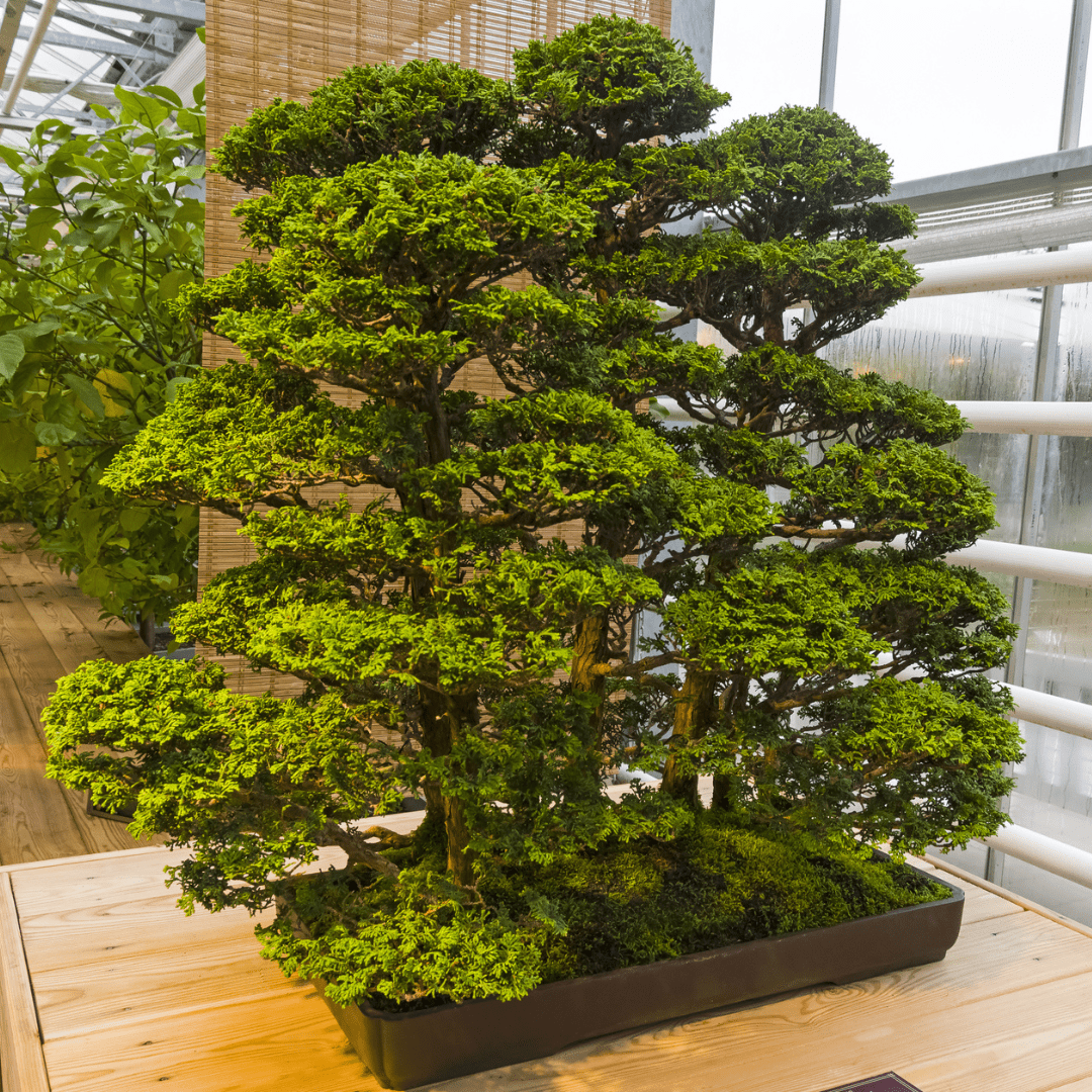 Hinoki Cypress Tree Seeds (Chamaecyparis obtusa)