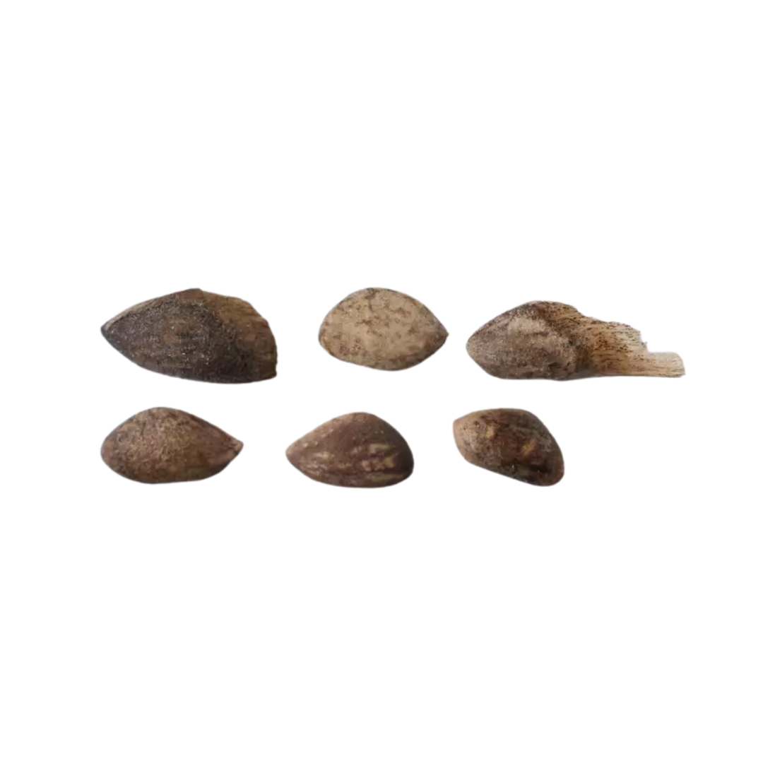 Japanese Black Pine Tree Seeds (Pinus thunbergii)