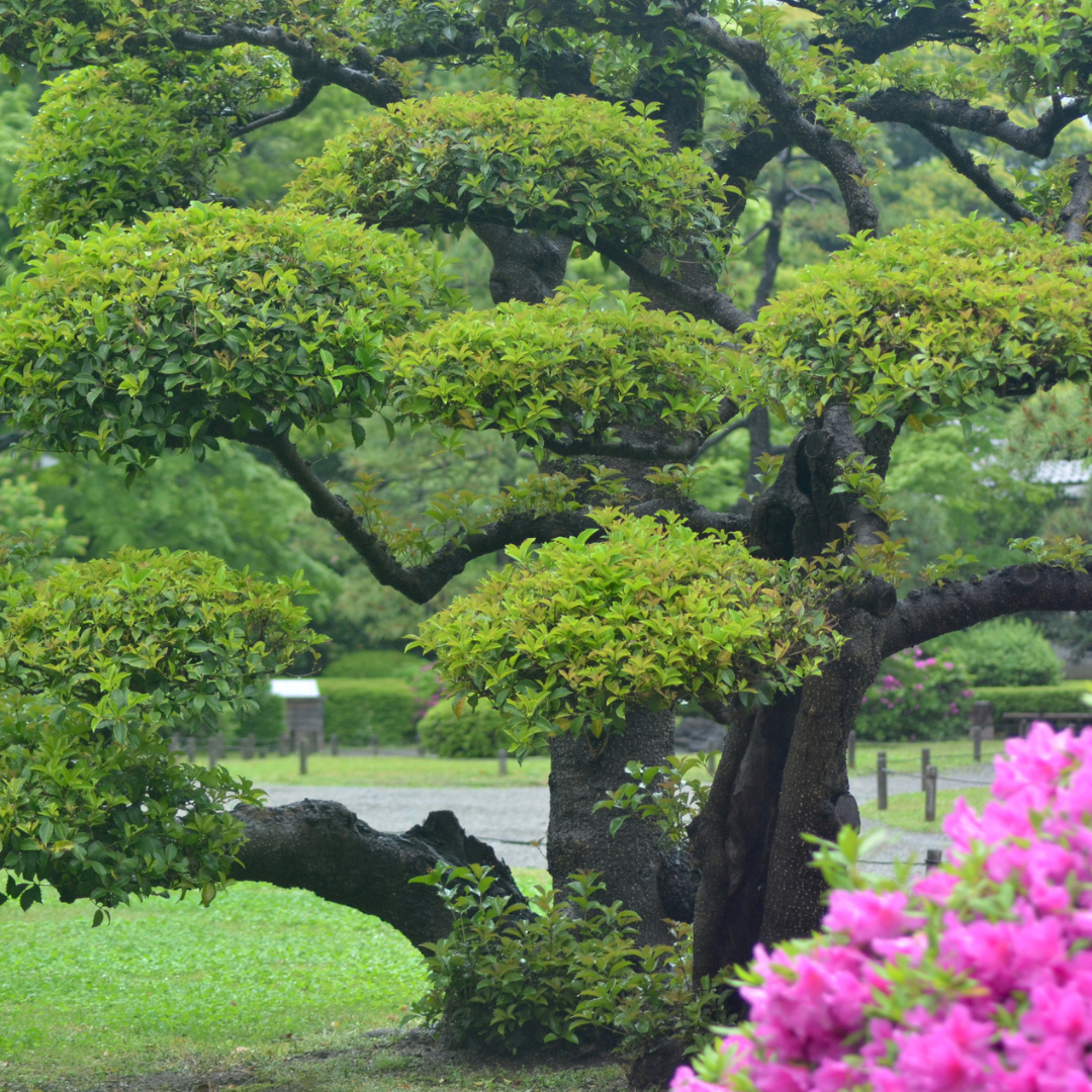 zen garden bonsai tree Japanese Black Pine Seeds