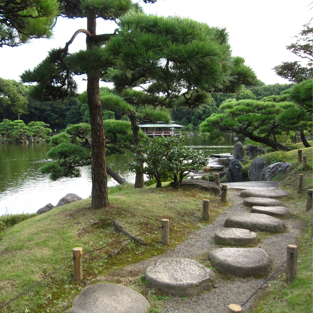 Japanese Black Pine Tree Seeds (Pinus thunbergii)
