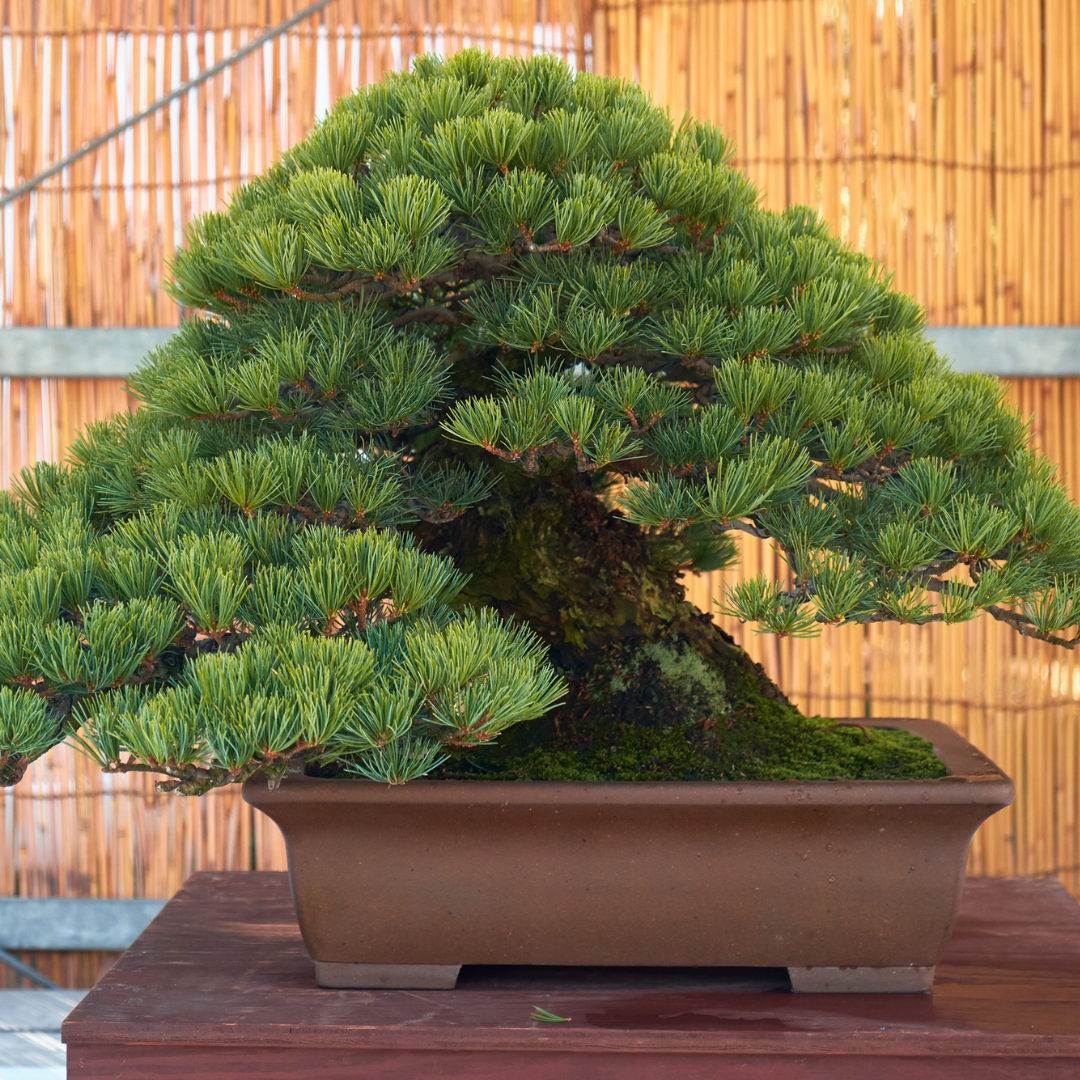Japanese Black Pine Tree Seeds (Pinus thunbergii)