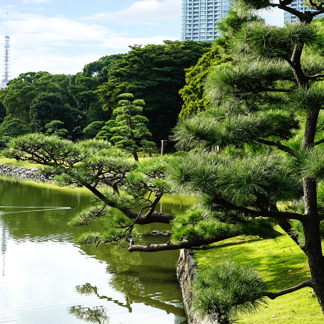 Japanese Black Pine Tree Seeds (Pinus thunbergii)
